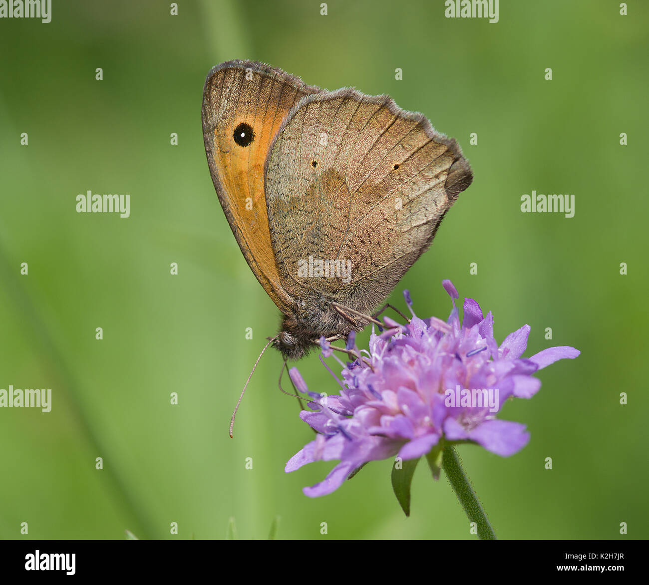 Maniola jurtina Meadow Brown () sur une floraison Scabious (Knautia dipsacafolia) Banque D'Images