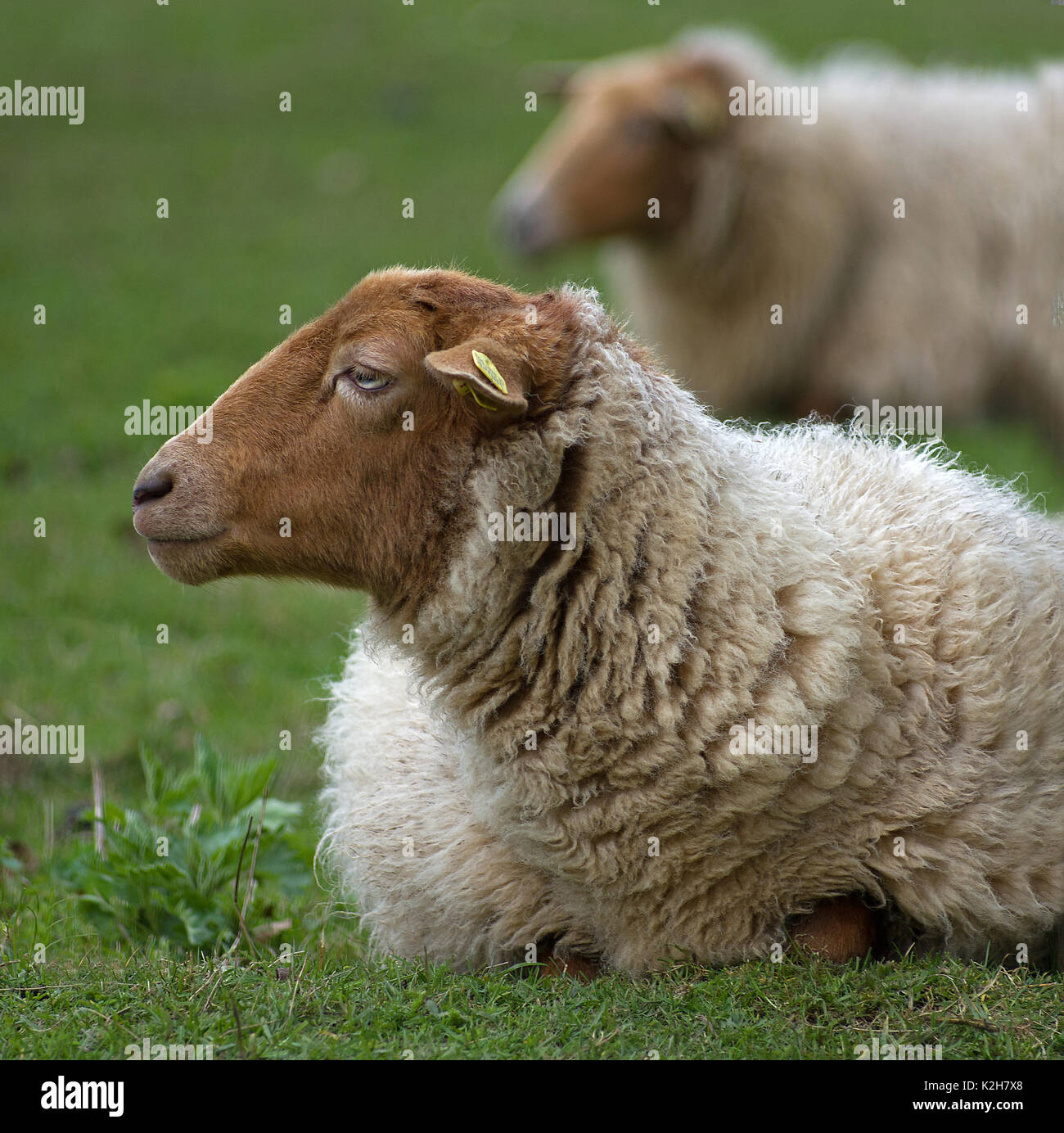 Les moutons domestiques, Guanaco Le Mouton (Ovis orientalis, Ovis ammon aries aries), portrait et un animal au repos Banque D'Images