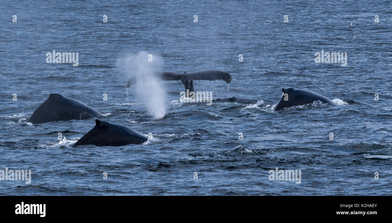 Groupe de baleines à bosse (Megaptera novaeangliae) dans le sud-est de l'Inside Passage. Banque D'Images