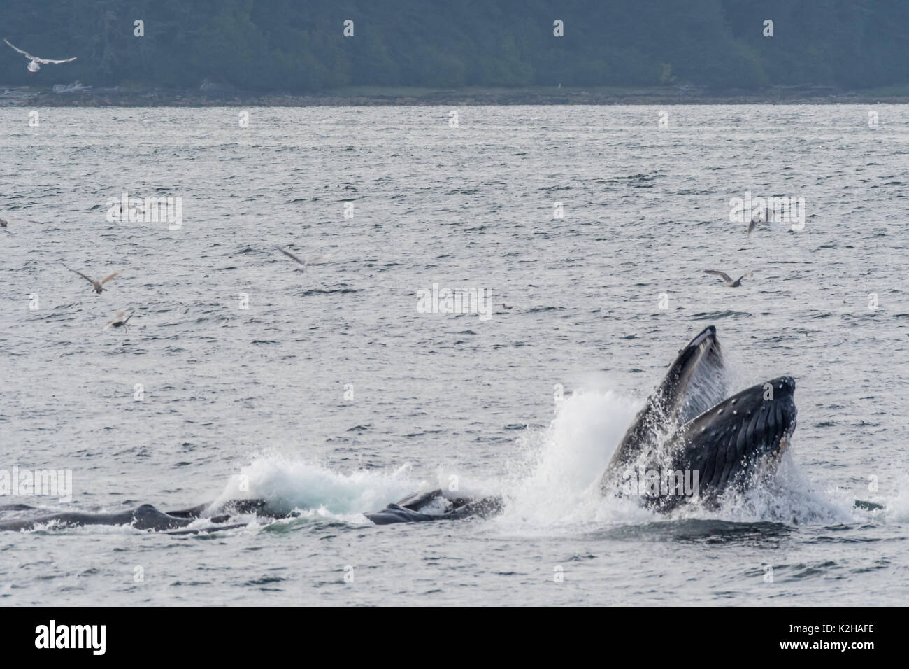 Groupe de baleines à bosse (Megaptera novaeangliae) dans le sud-est de l'alimentation du filet à bulles Inside Passage. Banque D'Images