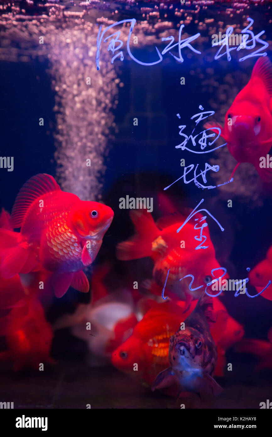 Le marché de poissons rouges dans Mong Kok, Hong Kong Banque D'Images
