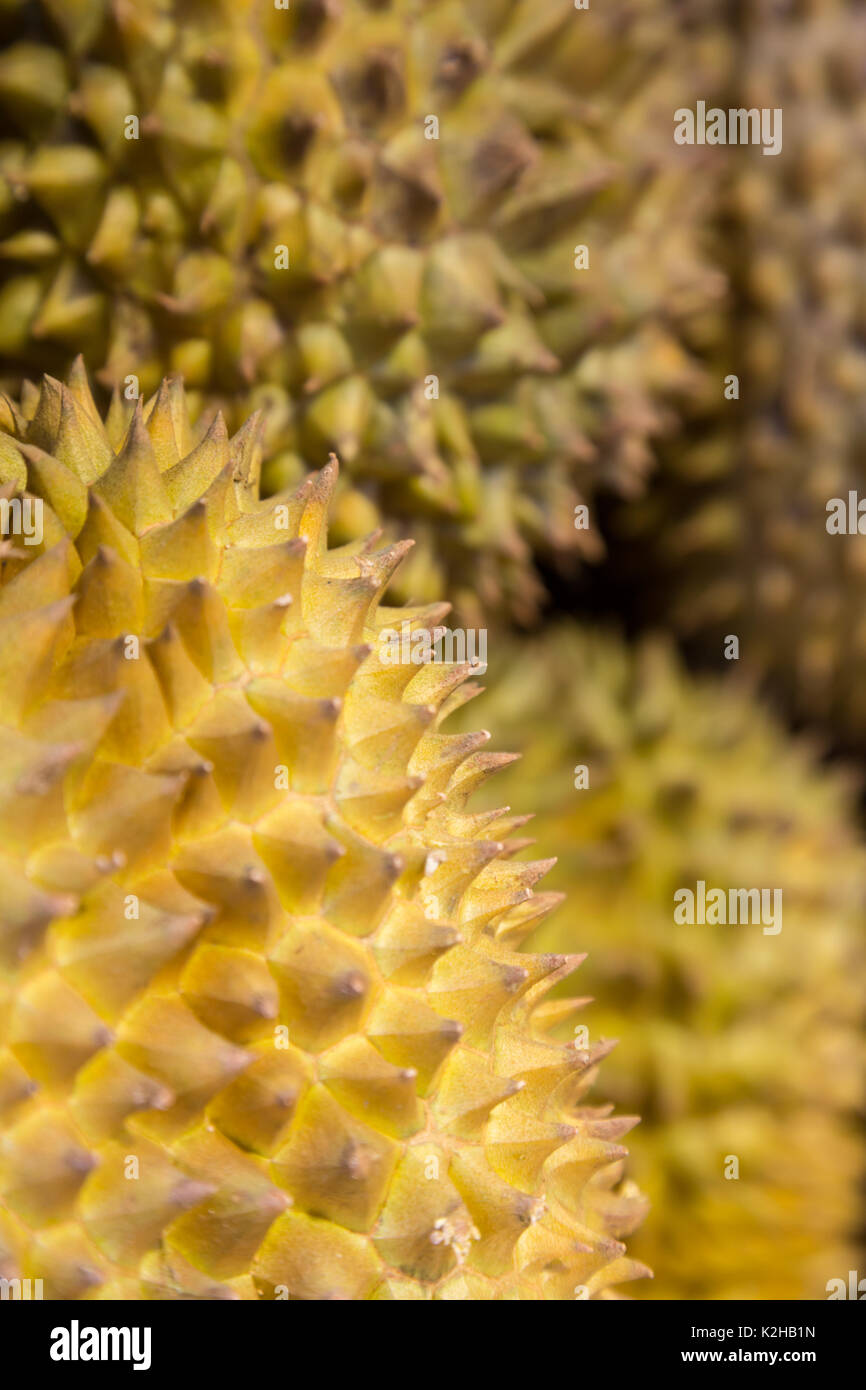 Durian fruit , fruit typique en Asie , en vente à Hong Kong Kowloon market Banque D'Images