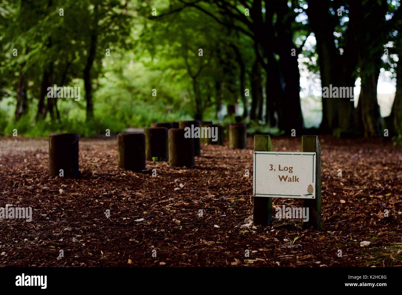 Connectez-vous à pied dans les bois Banque D'Images