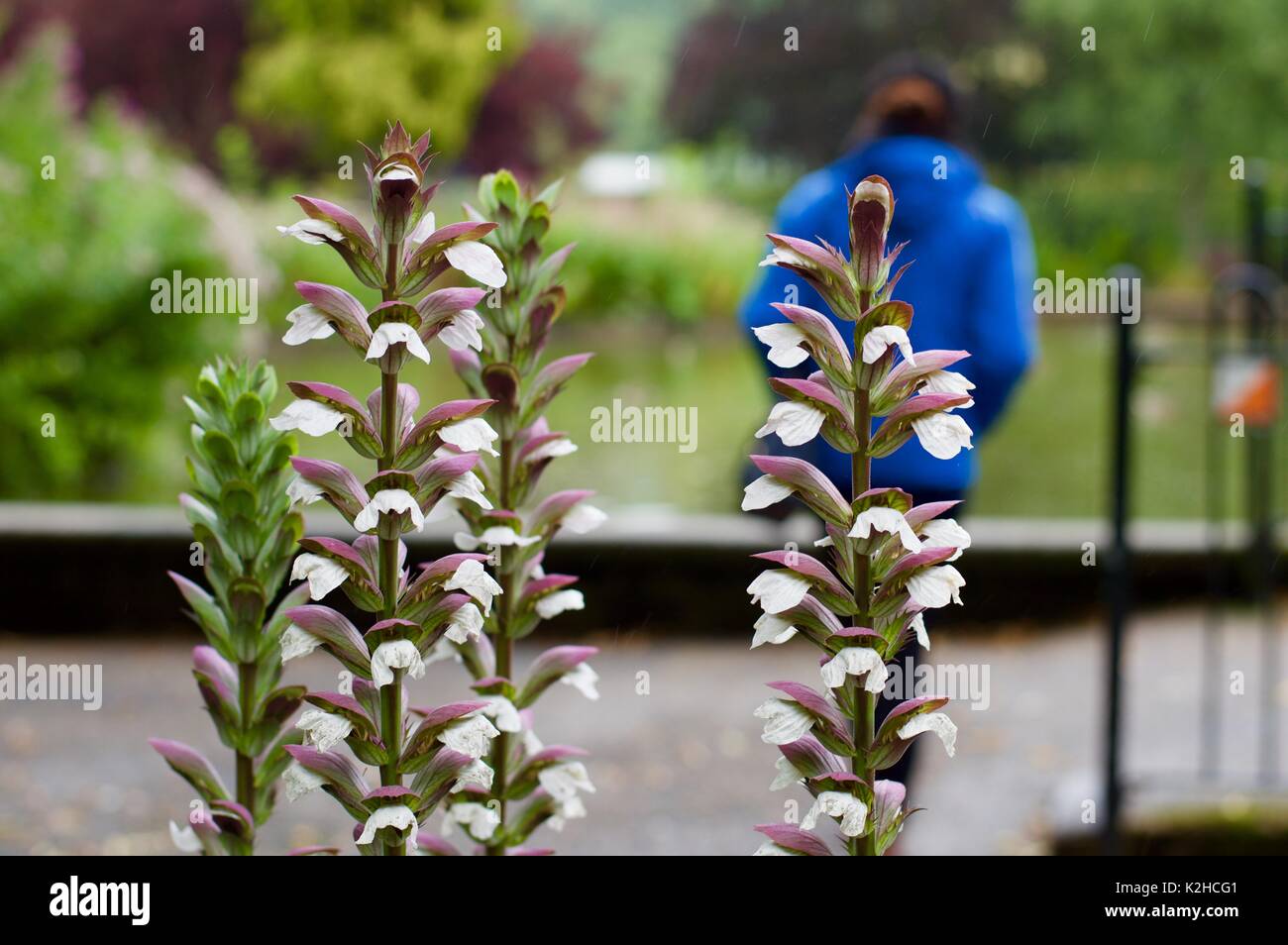 Tall fleurs dans centre ville Banque D'Images