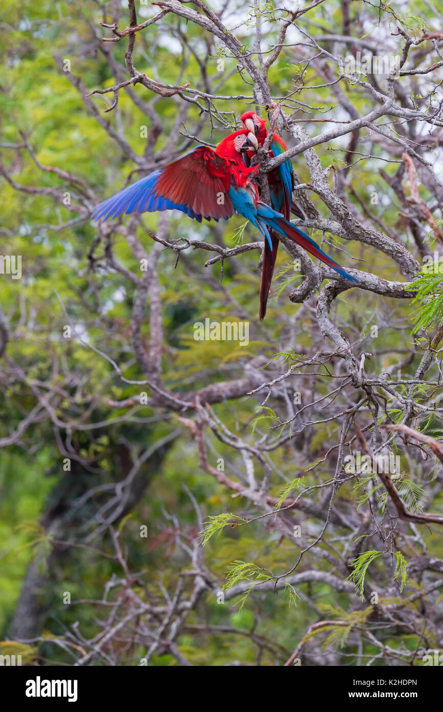 Le rouge et vert (les aras Ara chloropterus Buraco das Araras,), Mato Grosso do Sul, Brésil Banque D'Images