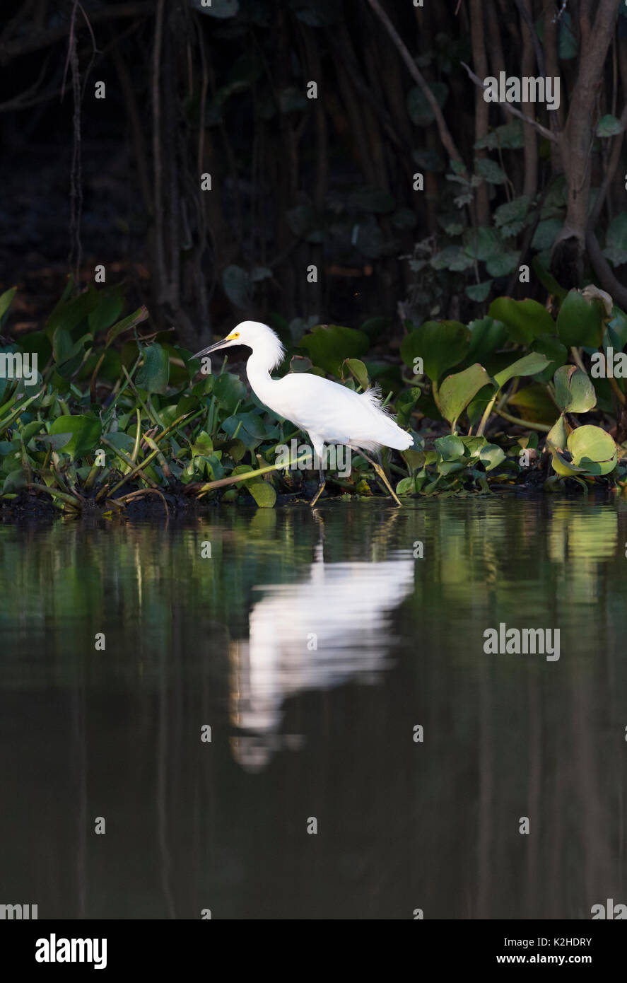 Pêche à aigrette neigeuse (Egretta thula) reflétant dans l'eau, Cuiaba River, Pantanal, Mato Grosso, Brésil Banque D'Images