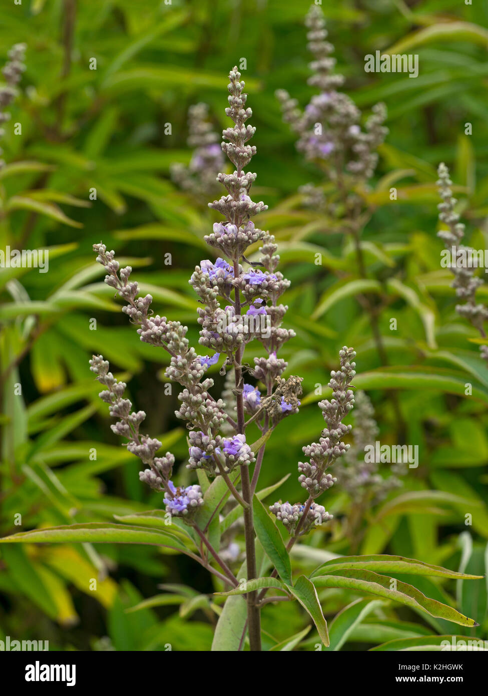 Fleurs de Vitex agnus-castus gattilier à larges feuilles Banque D'Images