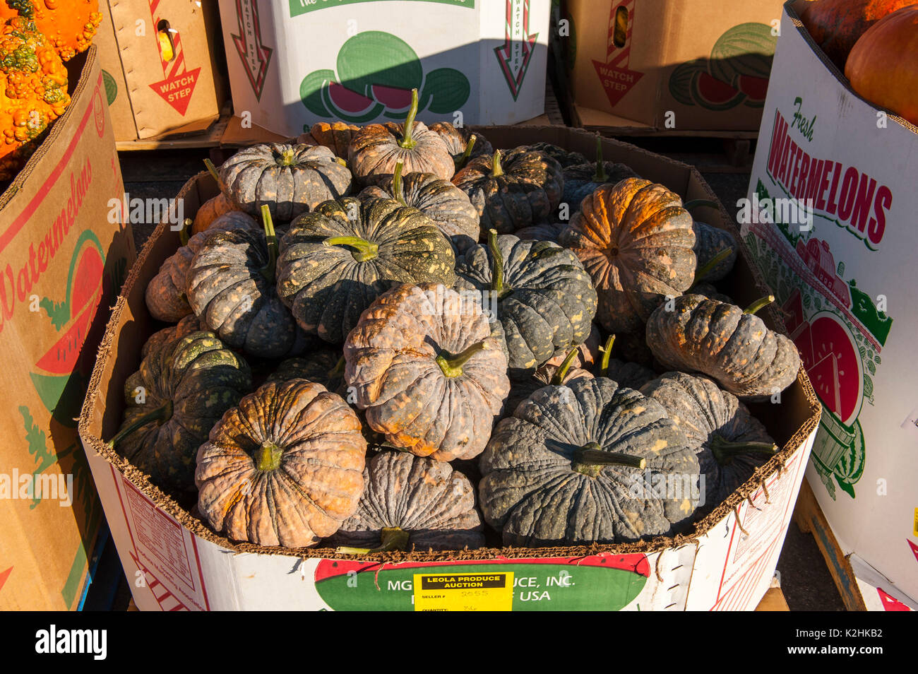 CLOSE UP OF PUMPKINS TEXTURÉ À LEOLA Lancaster en Pennsylvanie, MARCHÉ DE PRODUITS Banque D'Images