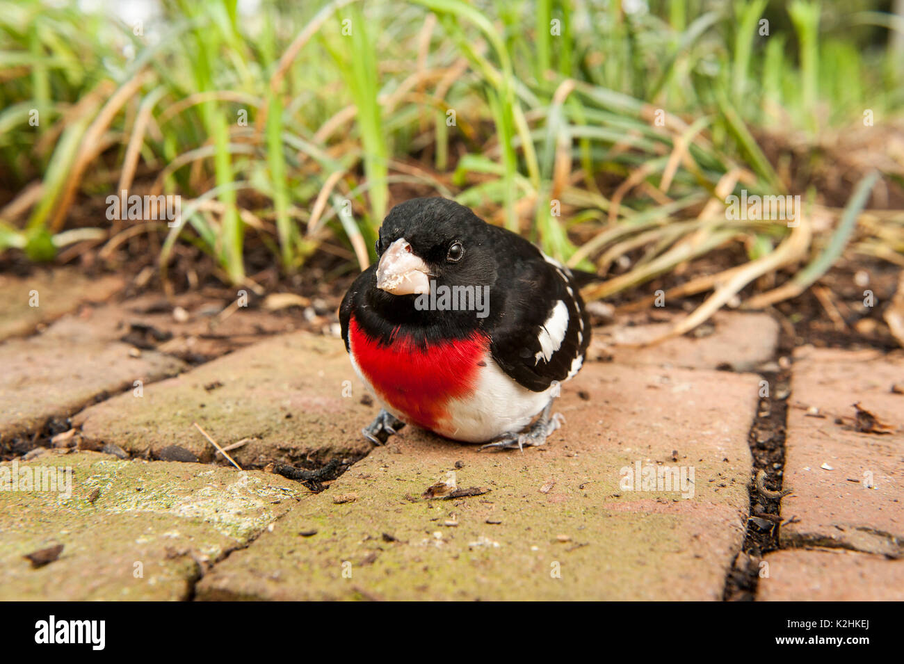 CLOSE UP OF Cardinal à poitrine rose (Pheucticus ludovicianus) LITITZ FLORIDA Banque D'Images