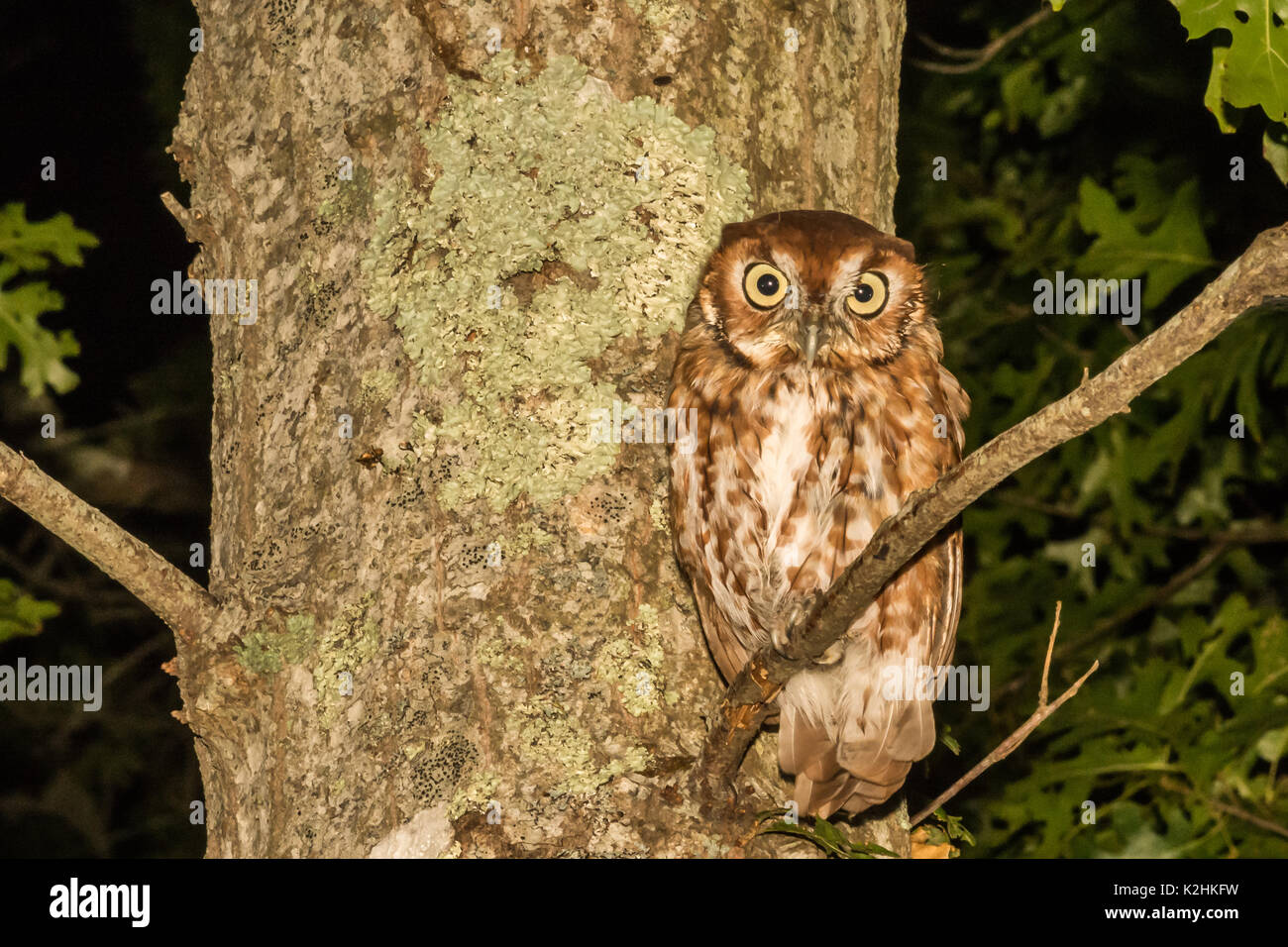 Un gros plan d'un petit-duc maculé Banque D'Images