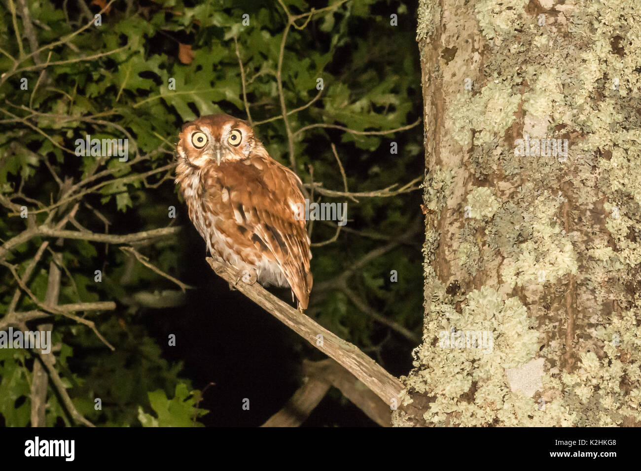 Un gros plan d'un petit-duc maculé Banque D'Images