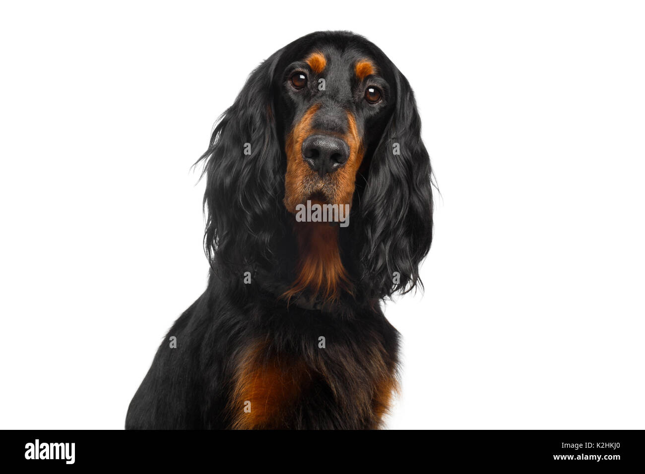 Portrait de setter anglais chien isolé sur fond blanc Banque D'Images