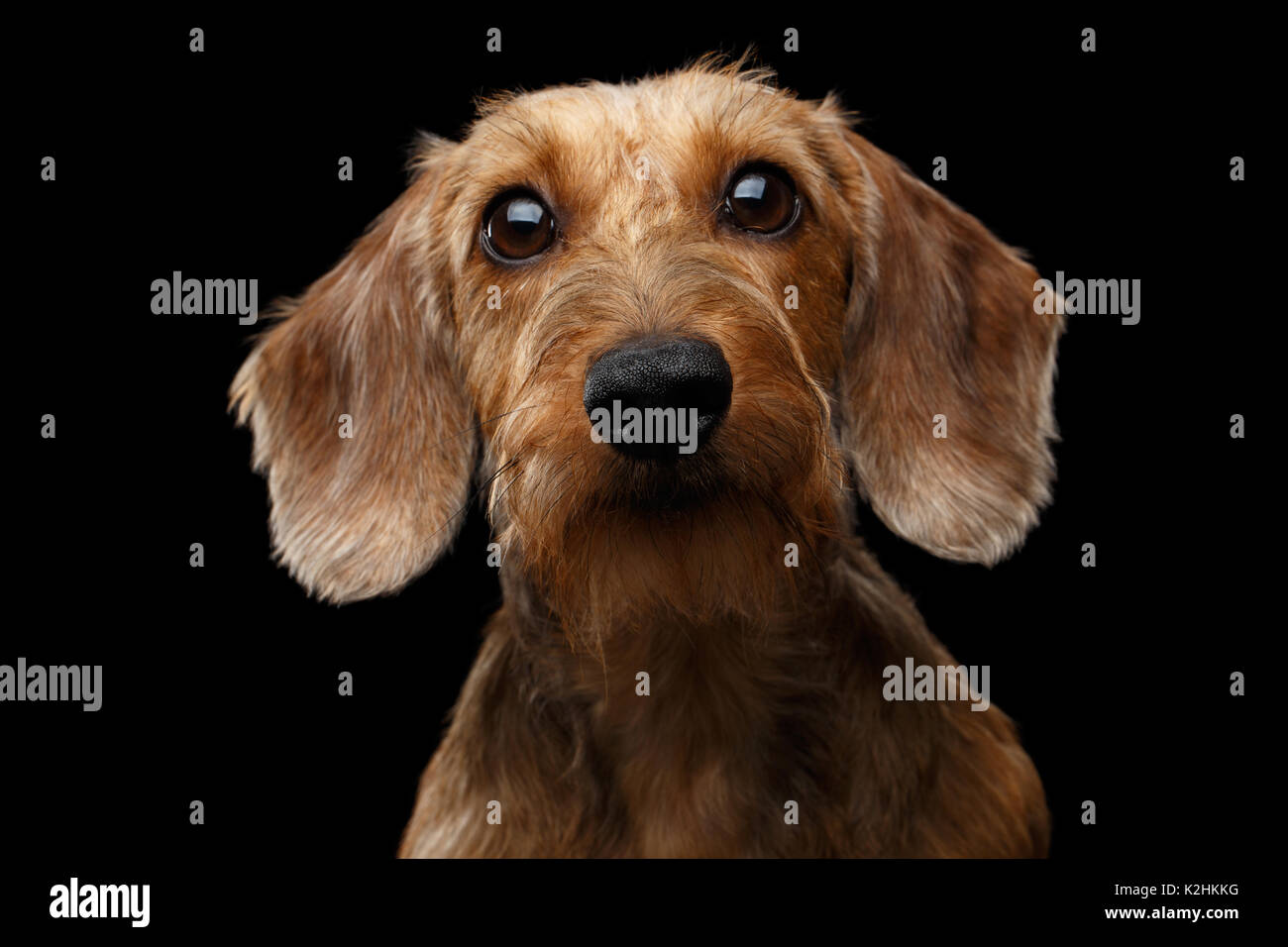 Portrait de chien teckel Banque D'Images