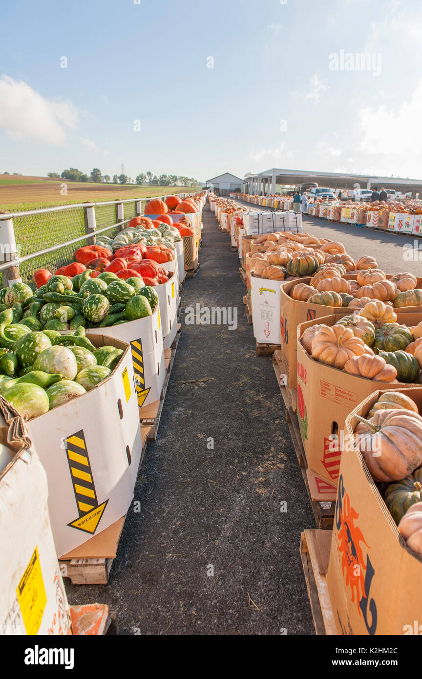 De longues rangées de citrouilles EN BOÎTE PRÊTE À OFFRIR À LEOLA Lancaster en Pennsylvanie, MARCHÉ DE PRODUITS Banque D'Images