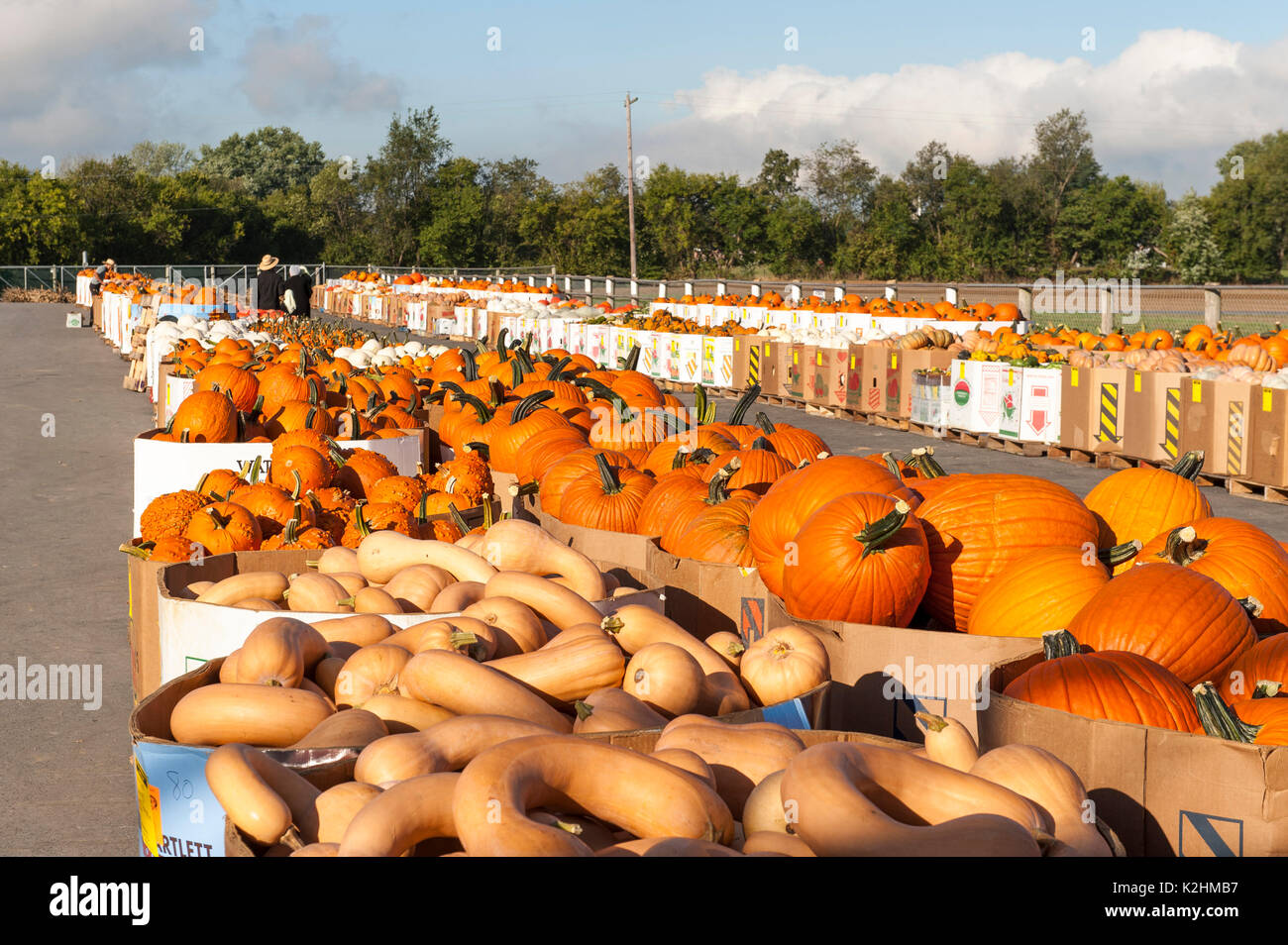 De longues rangées de citrouilles EN BOÎTE PRÊTE À OFFRIR À LEOLA Lancaster en Pennsylvanie, MARCHÉ DE PRODUITS Banque D'Images