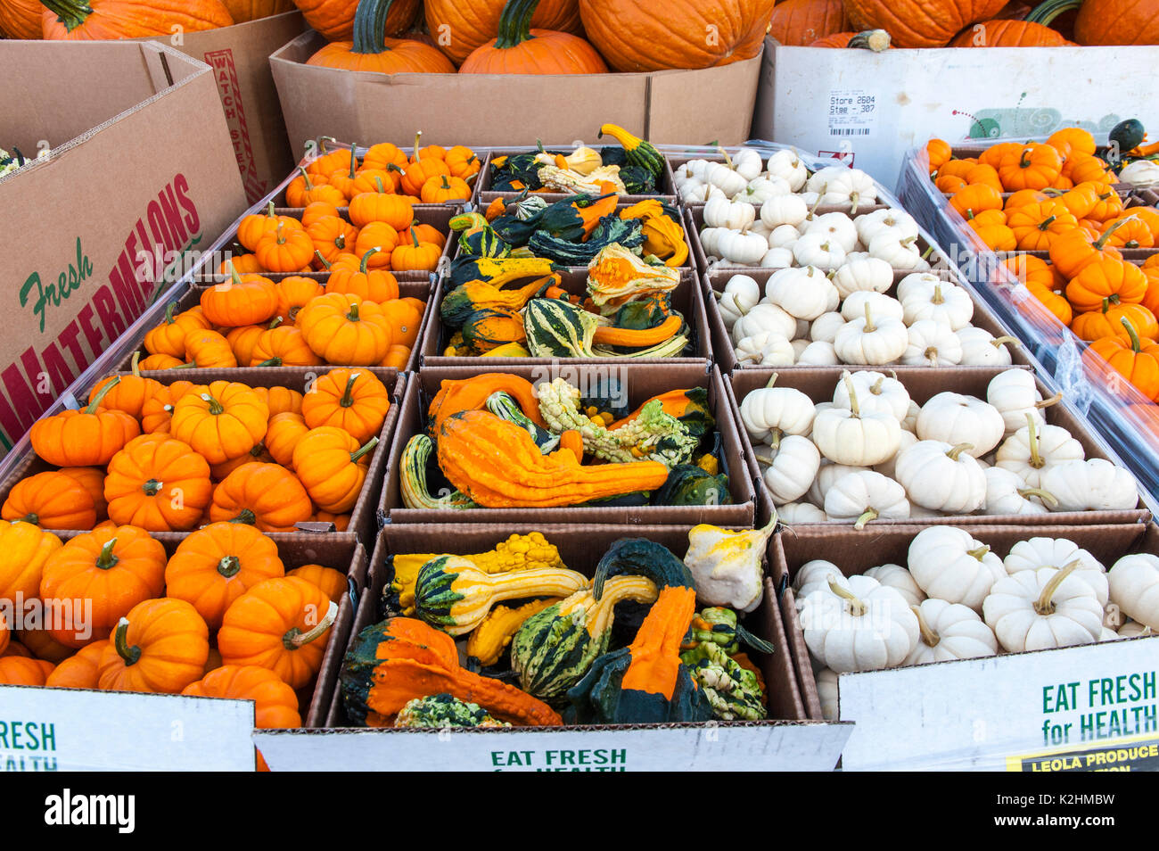 CLOSE UP de petites citrouilles et courges colorées À LEOLA Lancaster en Pennsylvanie, MARCHÉ DE PRODUITS Banque D'Images