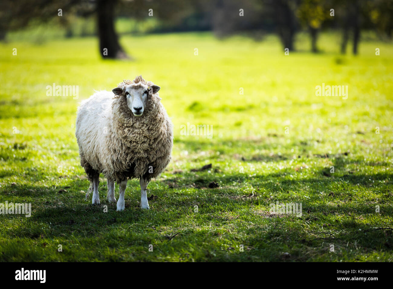 Un mouton dans la campagne du Kent, juste à l'extérieur de Maidstone dans le Kent, Angleterre Banque D'Images