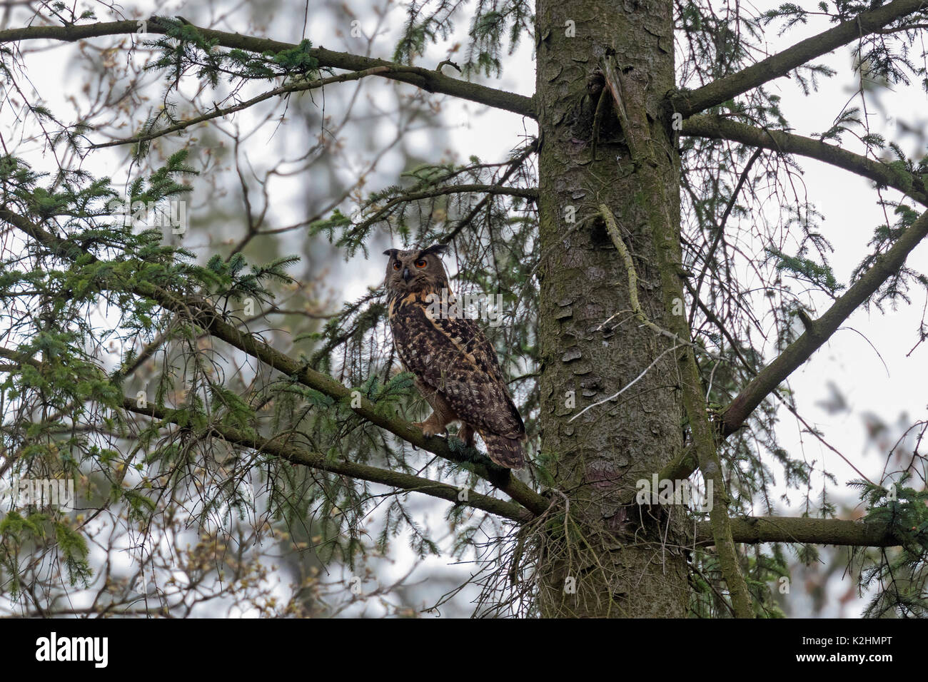 Grand owl (Bubo bubo) perché en pin en bois de conifères Banque D'Images