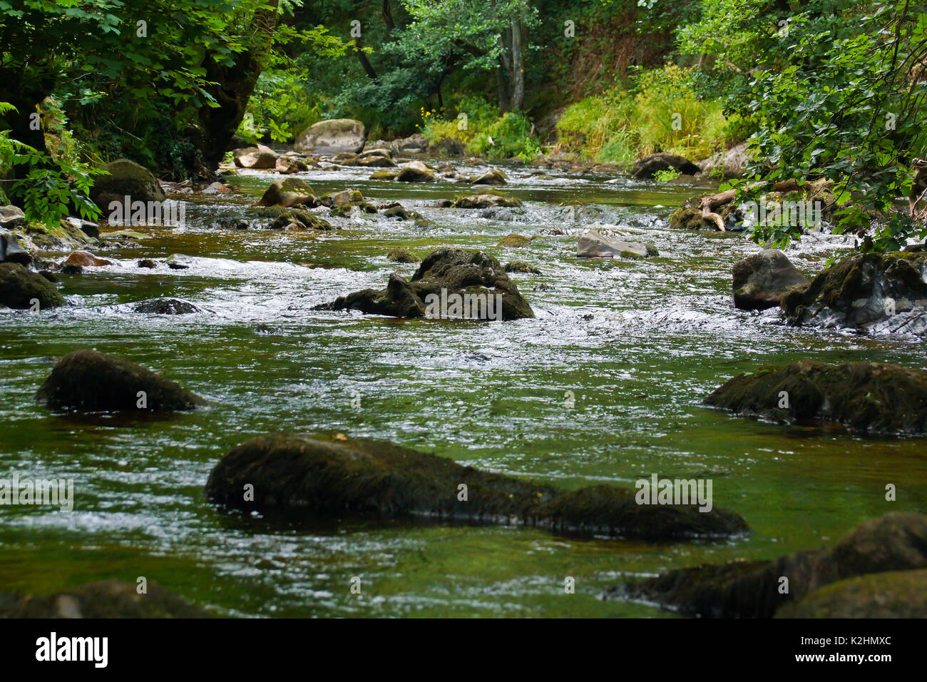 La rivière Teign à fingle bridge dans le Dartmoor, uk Banque D'Images