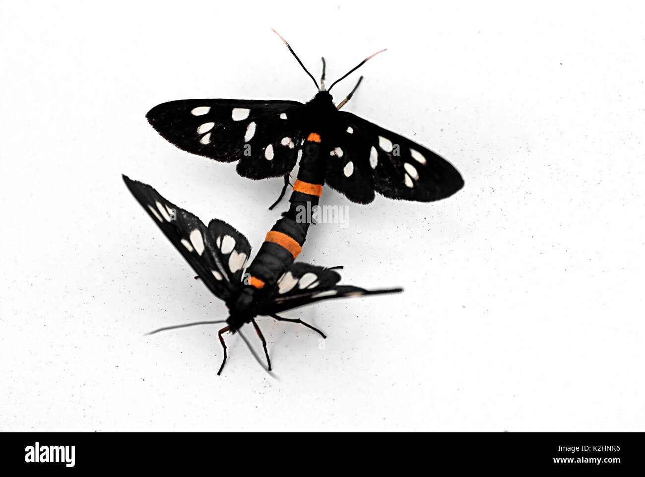 Les papillons sont l'accouplement sur la surface blanche Banque D'Images