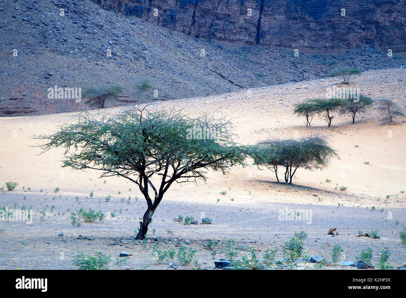 Acacia riche en gomme arabique, également connu sous le nom de gomme d'acacia. Tergit, région d'Adrar. La Mauritanie Banque D'Images