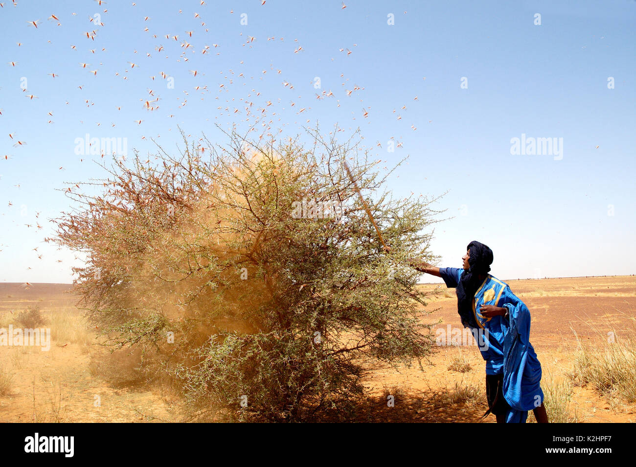 Un homme frappe un acacia pour conserver à l'écart d'un essaim de criquets dans la région d'Adrar, Mauritanie Banque D'Images