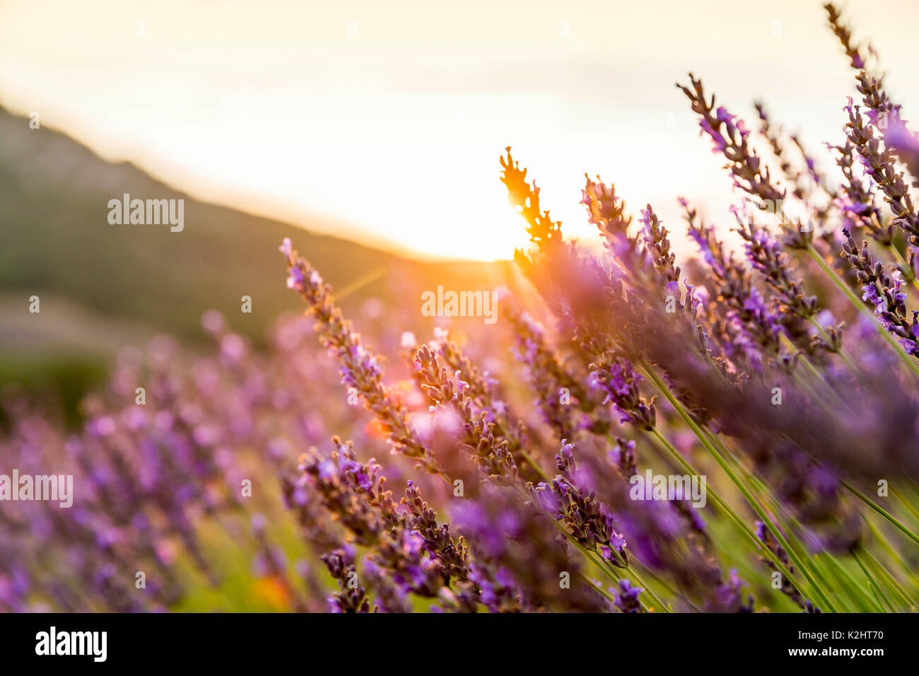 Champs de lavande (Lavandula), près de Sault, Provence. Banque D'Images