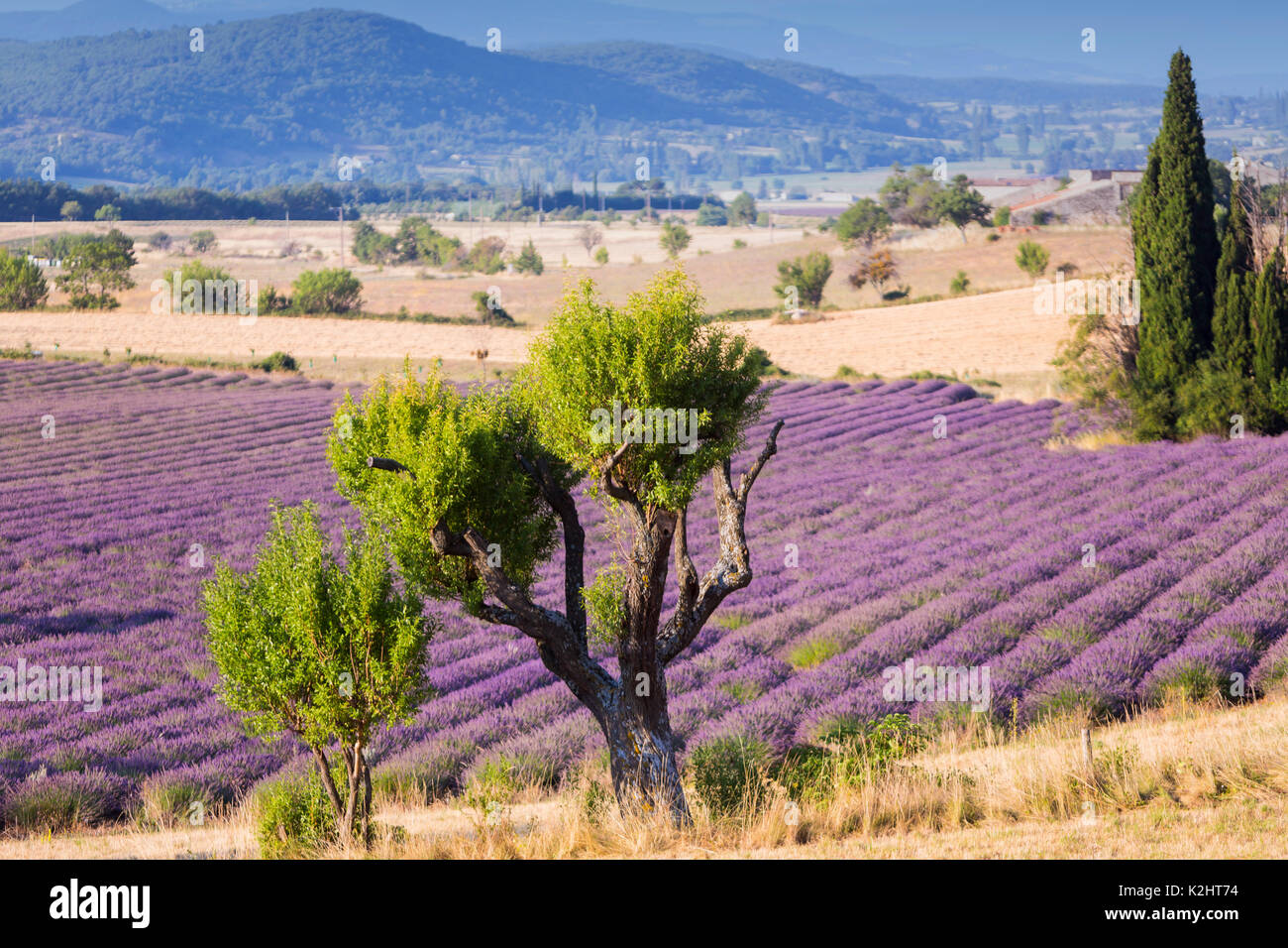 Champs de lavande (Lavandula), près de Sault, Provence. Banque D'Images