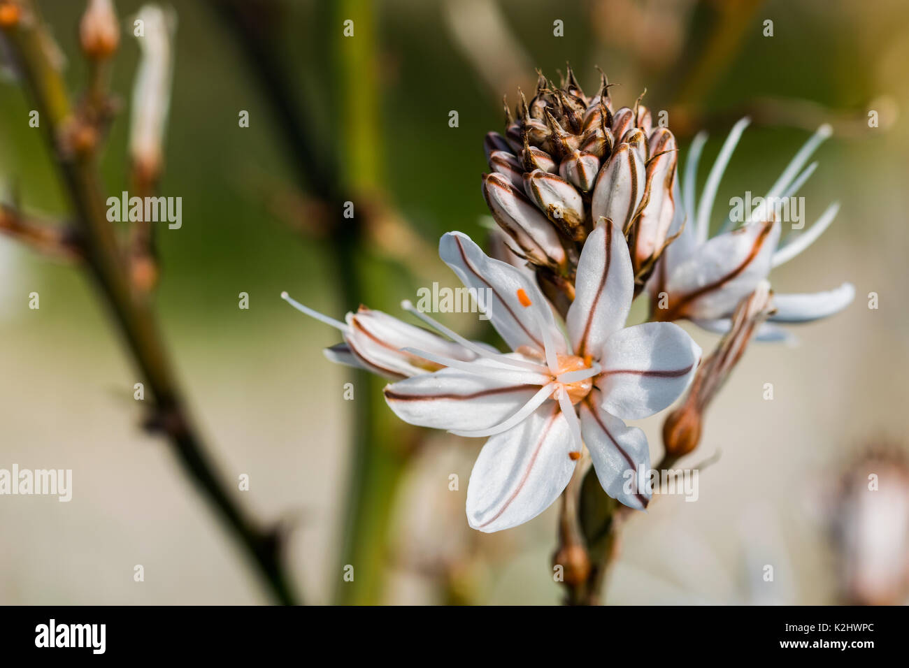 Un livre blanc et jaune de l'été Fleur Asphodèle poussant dans la campagne maltaise et attirer les insectes.Malte Banque D'Images