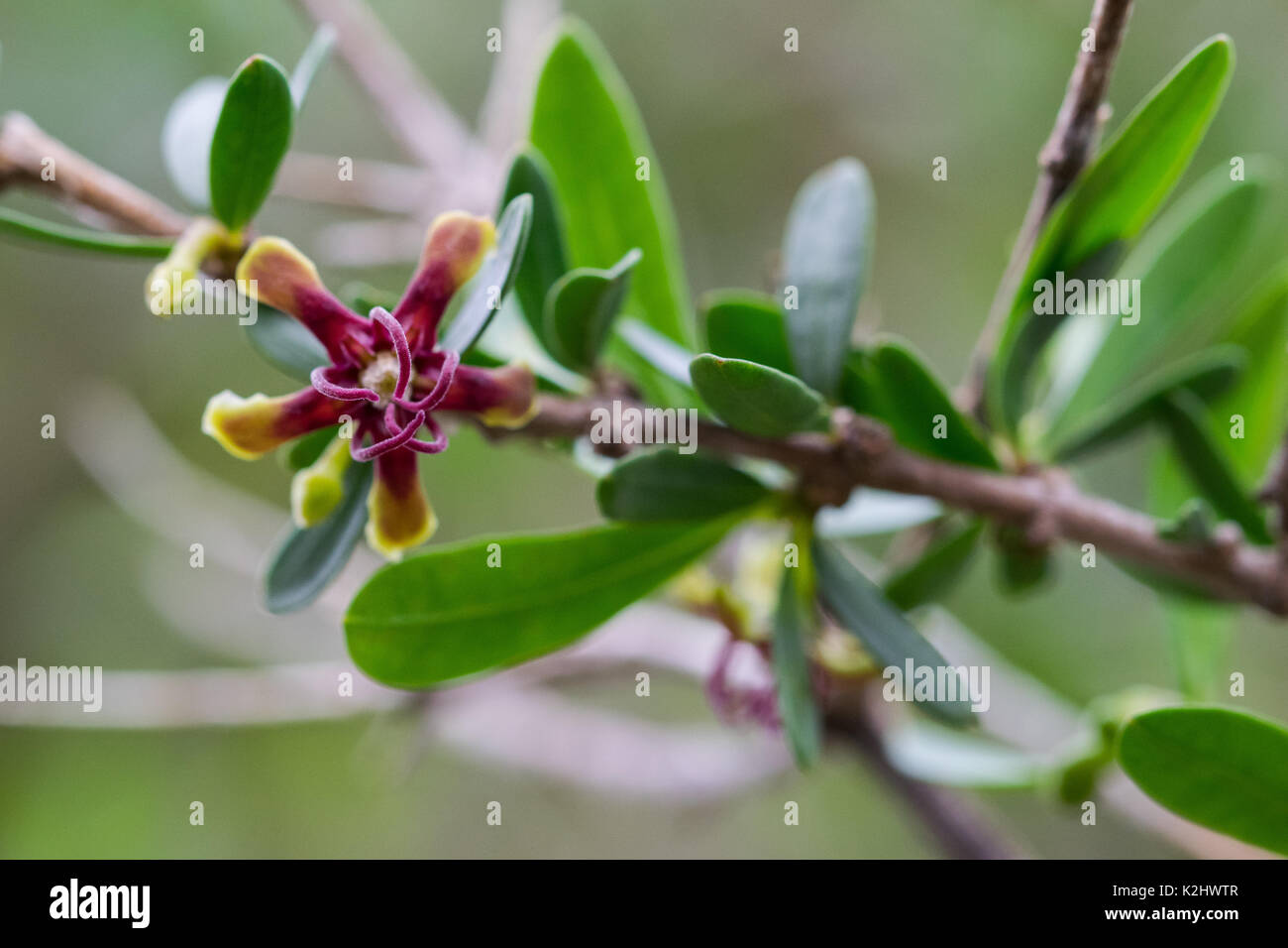 Wolfbane africains plante avec une fleur poussant dans les îles maltaises - Periploca angustifolia. Malte Banque D'Images