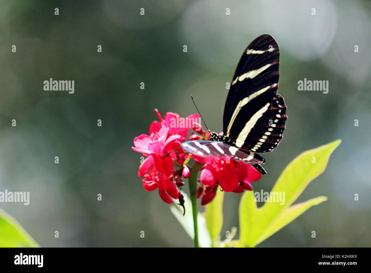 Un zebra longwing papillon sur des fleurs roses avec un fond vert feuilles naturelles Banque D'Images