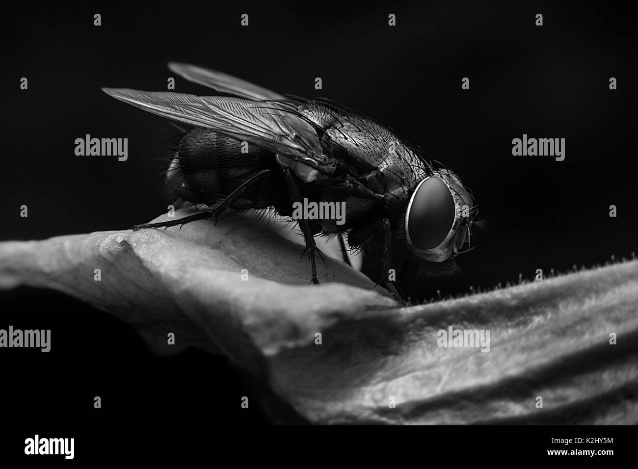 Bleue avec close-up Vue détaillée Banque D'Images