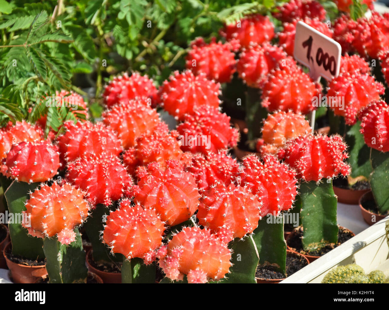 Cactus en pots de fleurs rouges Banque D'Images