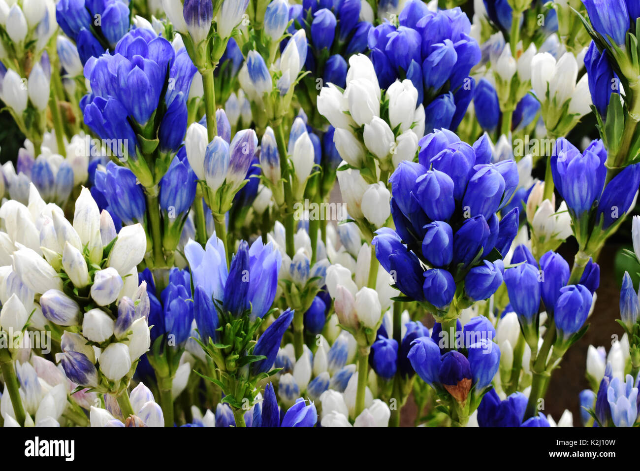 Bleu et blanc en fleurs dans le jardin de fleurs Banque D'Images