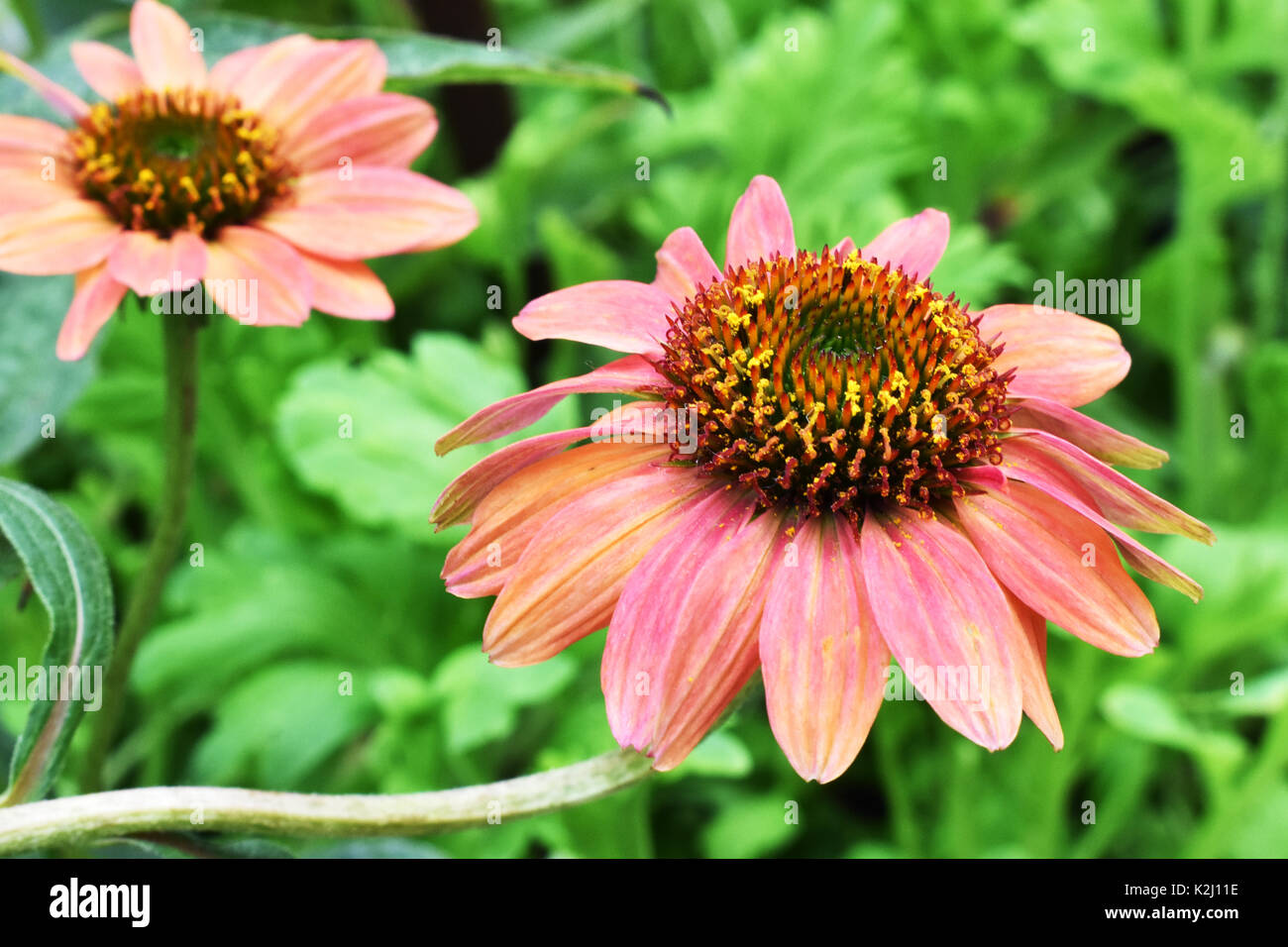 Échinacée en fleurs dans le jardin (Echinacea purpurea) Banque D'Images