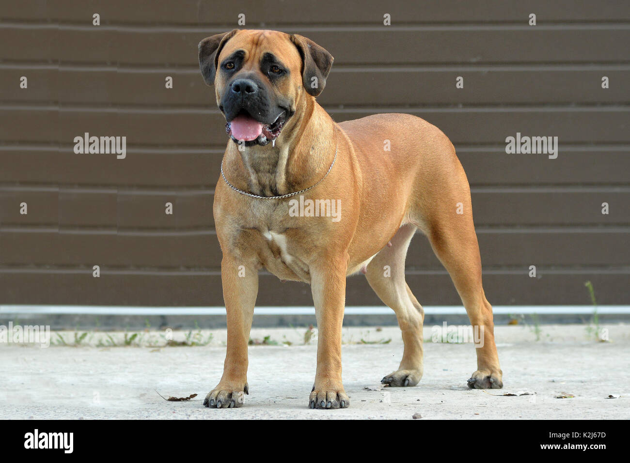 Grand, fort chien Boerboel, jaune. Mâtin de l'Afrique. Banque D'Images