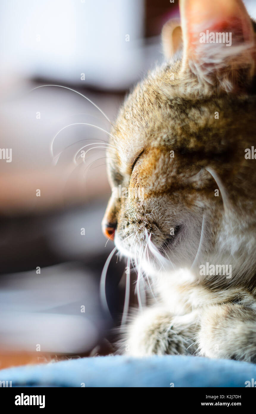 Le demi-sommeil de chat face close-up Portrait. Banque D'Images