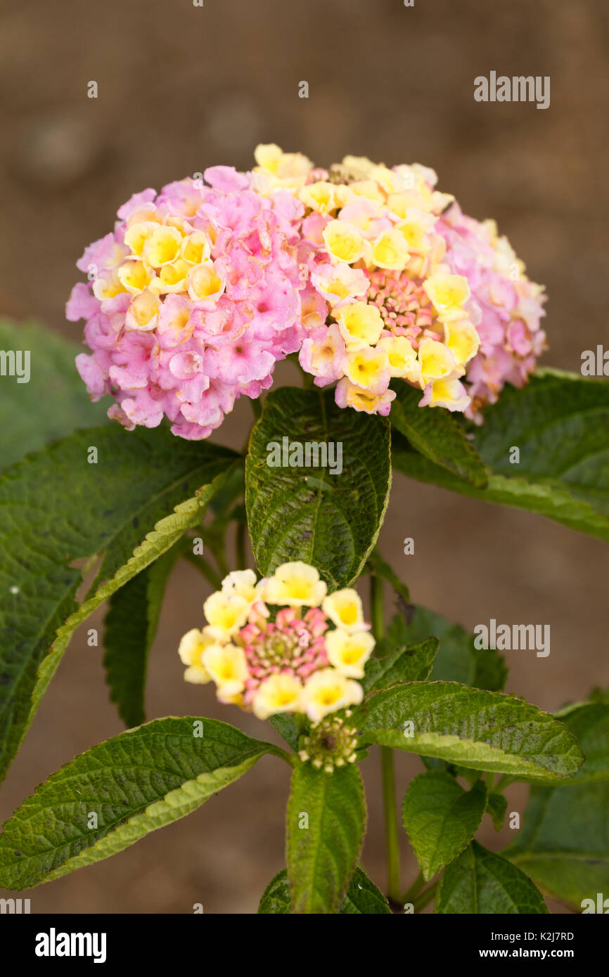 Décoloration jaune de fleurs de lavande dans les chefs de l'offre dans l'été, Lantana camara 'Lucky Lavender' Banque D'Images