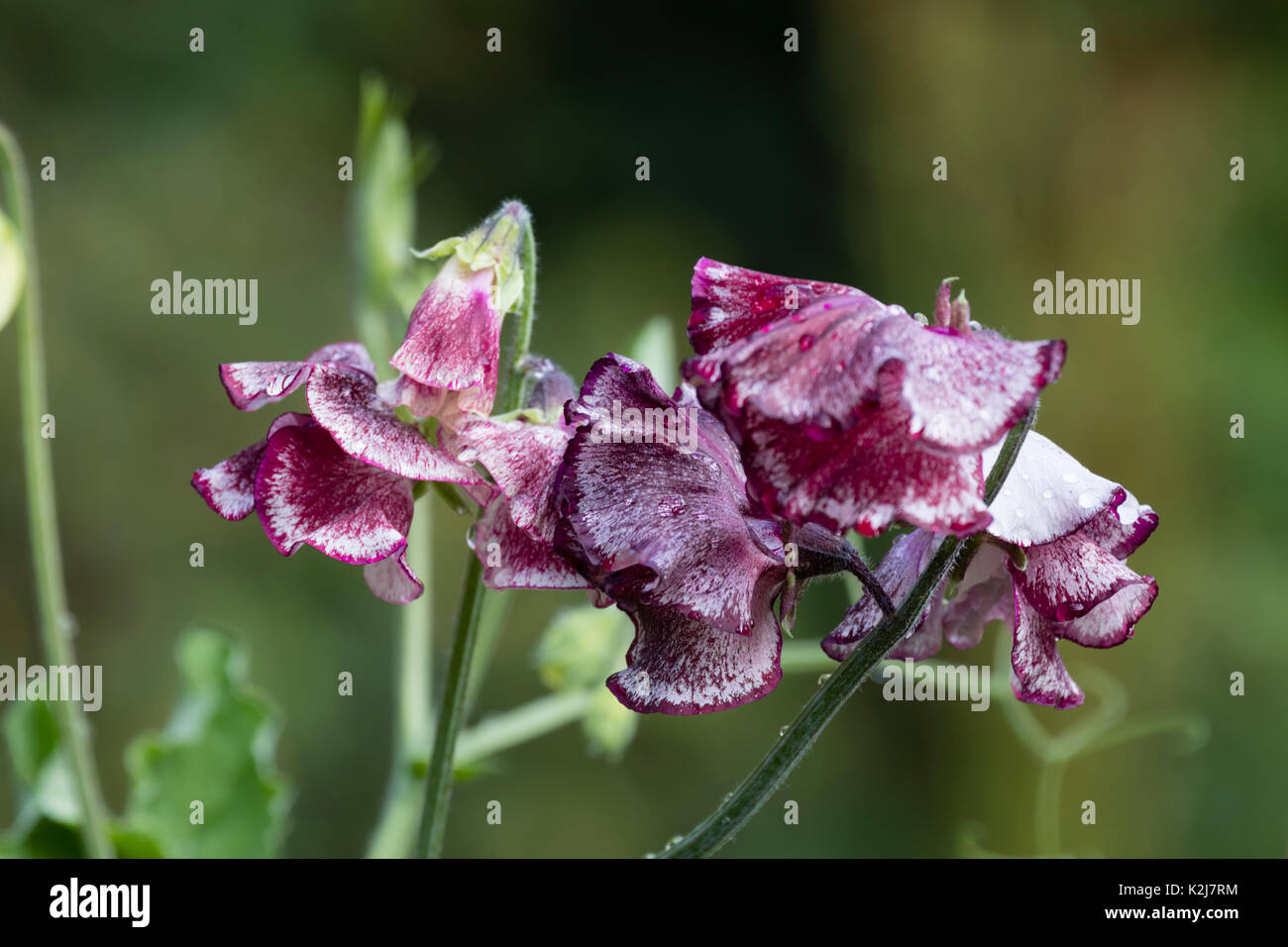 Burgubdy ornementales mottle fleurs blanches de l'escalade de manuel, pois de Lathyrus odoratus 'Lisa Marie' Banque D'Images