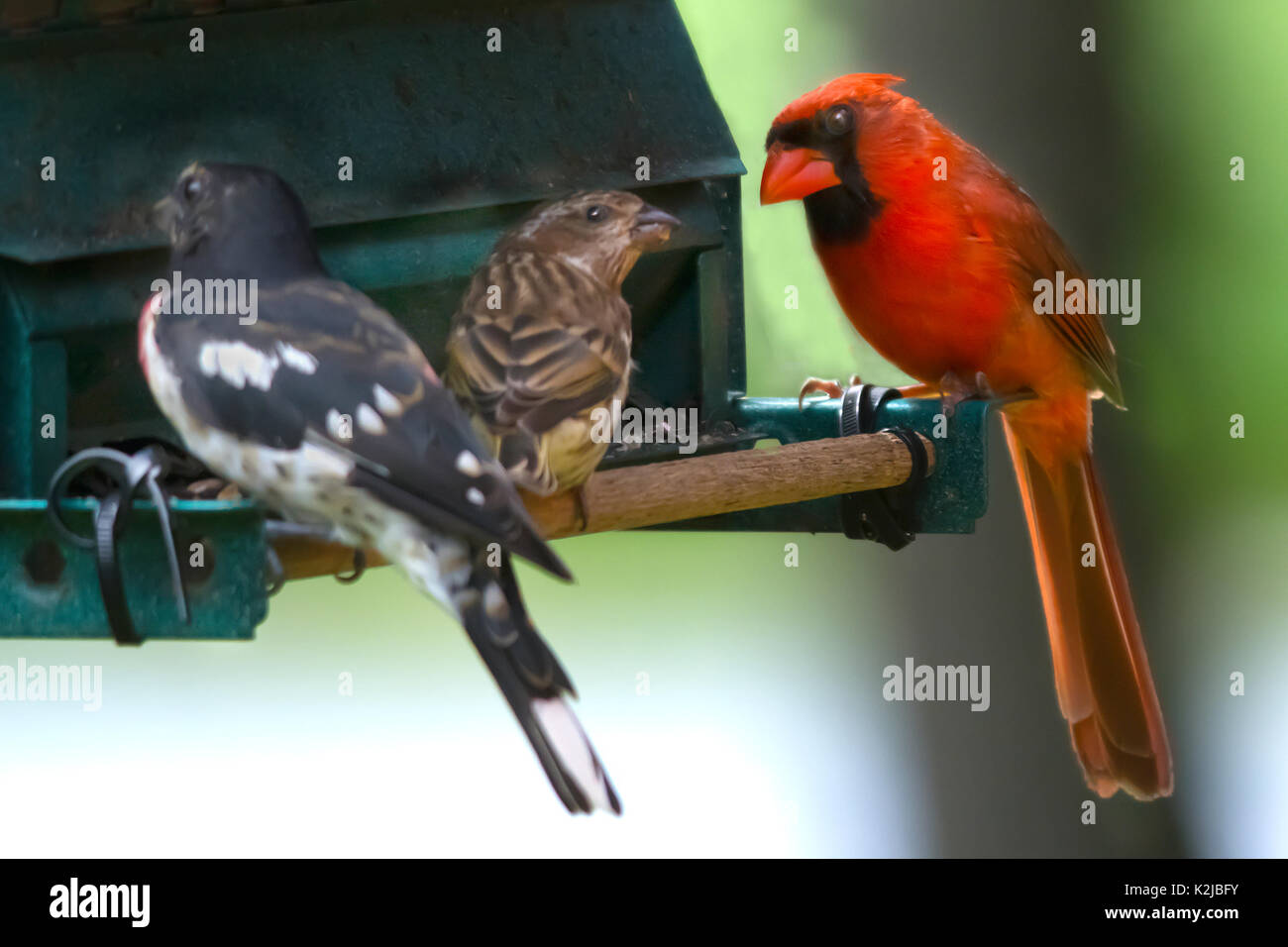 Grand mâle Cardinal perché à une mangeoire à regarder une femme Rose-Breasted alimentation rose pendant que son coéquipier n'en tient pas compte Banque D'Images