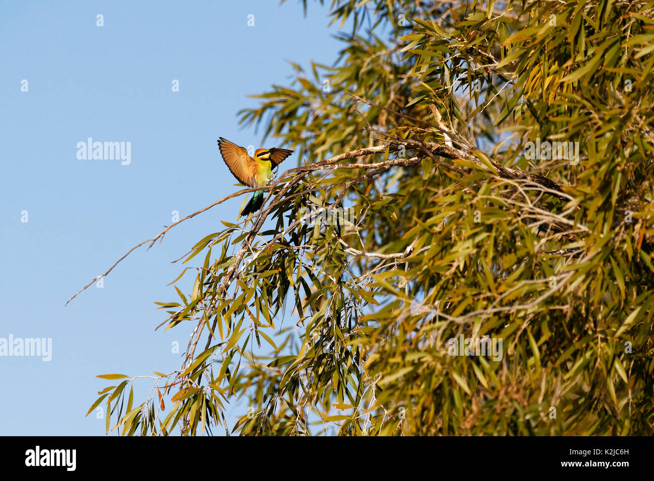 Rainbow Guêpier (Merops ornatus), perché dans l'arbre avec les ailes ouvertes, Gascoyne, Australie occidentale Banque D'Images