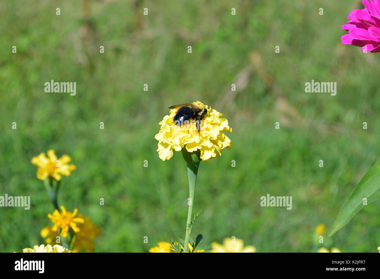 Photo d'un bourdon sur une fleur jaune dans un jardin d'été. Prises avec les paramètres de macro dans la lumière naturelle. Banque D'Images