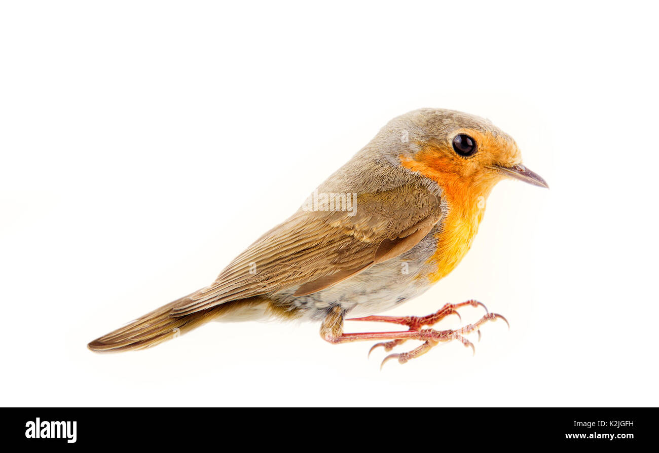 Robin (Erithacus rubecula aux abords, rouges) est arrivée et de chanter l'oiseau. Chante au crépuscule. Vue de côté. Isolé sur fond blanc Banque D'Images