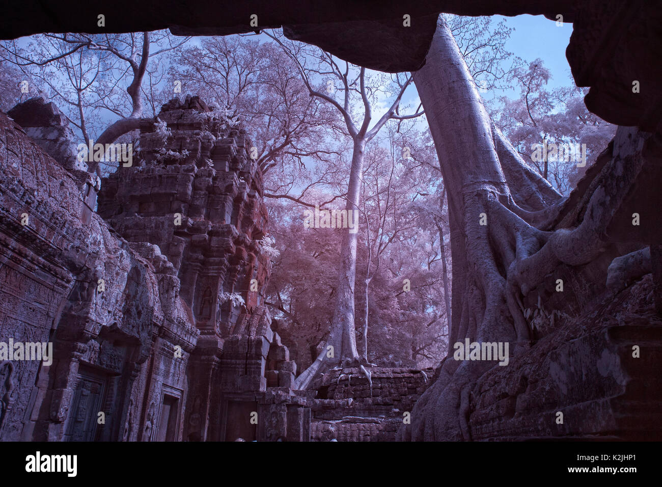 Ta Prohm incroyable château Banyan Tree roots siem reap Cambodge Banque D'Images