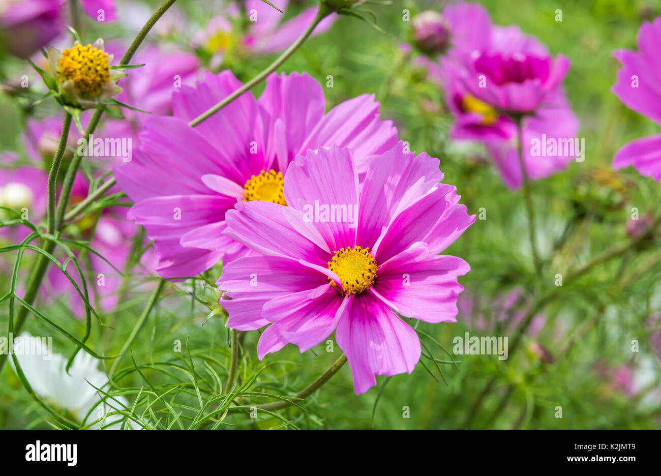 Cosmos bipinnatus 'Sensation' (Sensation mix), AKA Aster Jardin mexicain ou Cosmos, en été dans le West Sussex, Angleterre, Royaume-Uni. Banque D'Images