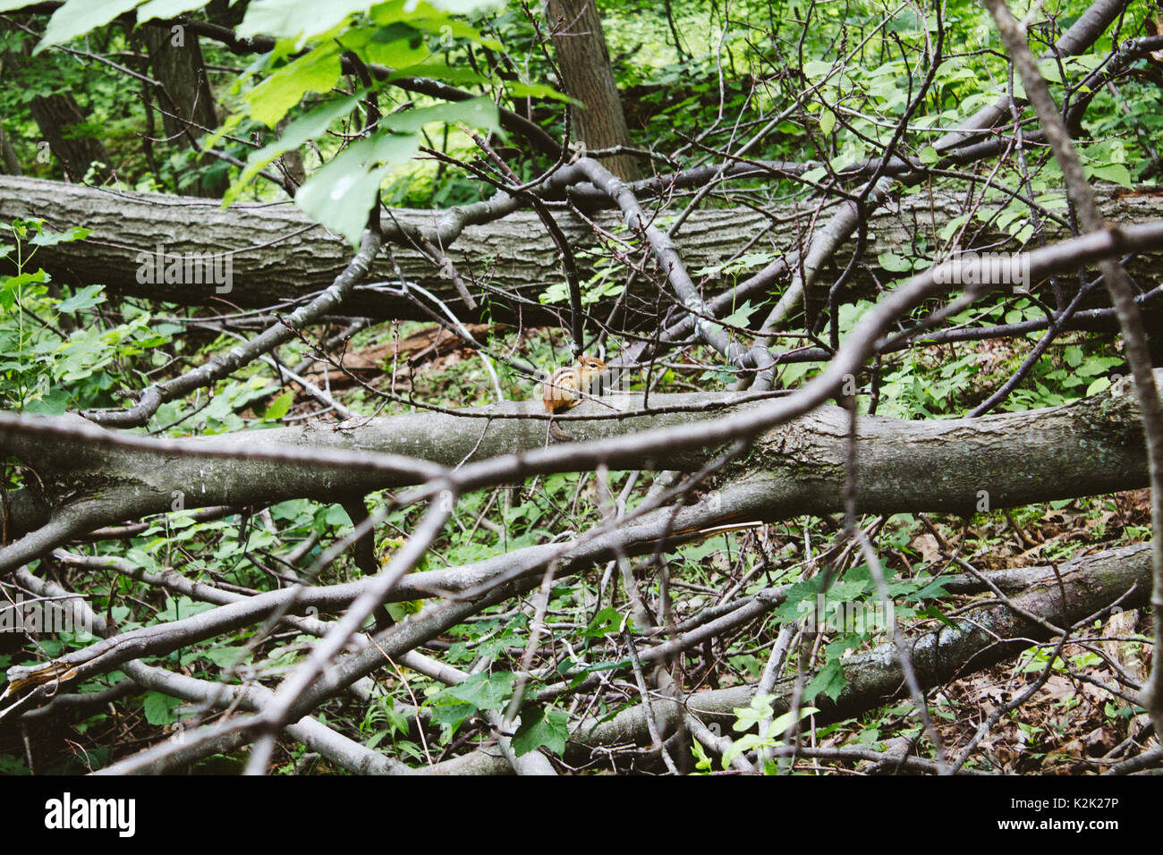 Tamia rayé petit rongeur de la famille des écureuils en Ontario, Canada forest Banque D'Images