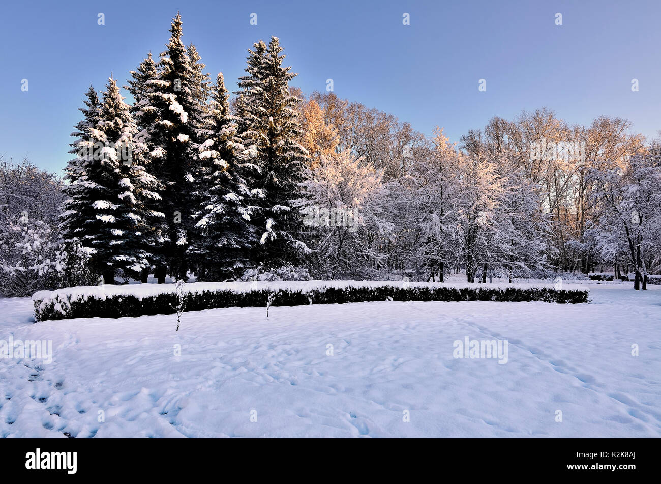 Beauté de la nature en hiver parc enneigé au coucher du soleil. Les rayons de soleil peint les arbres couverts de neige dans la couleur d'or - beau paysage d'hiver Banque D'Images