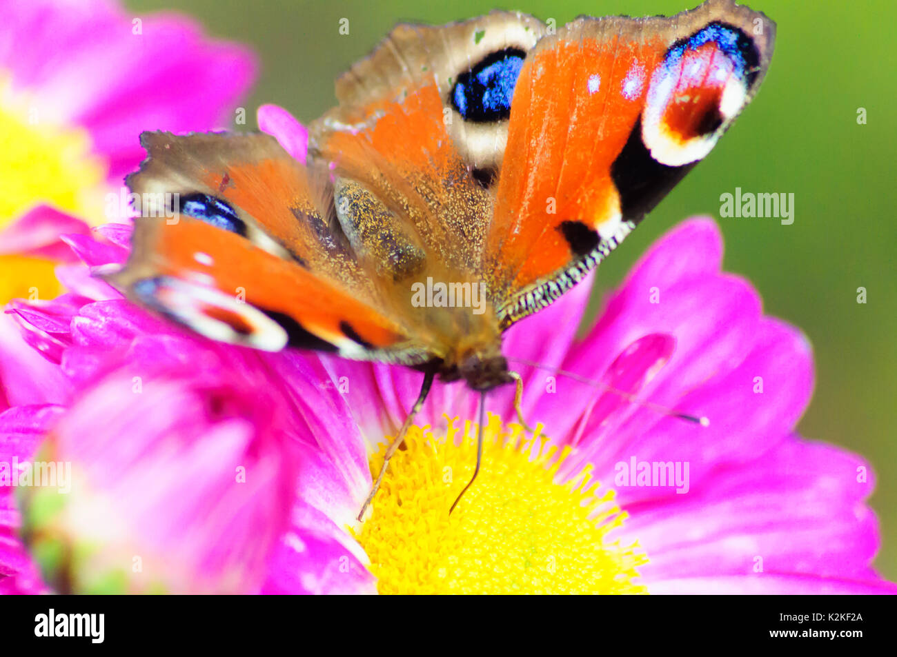Glasgow, Ecosse, Royaume-Uni. Août 31, 2017. Météo britannique. Papillon paon européen répandre des ailes après l'atterrissage sur la tête d'une fleur pourpre dans les jardins de Bellahouston Park sur un après-midi chaud et ensoleillé. Credit : Skully/Alamy Live News Banque D'Images