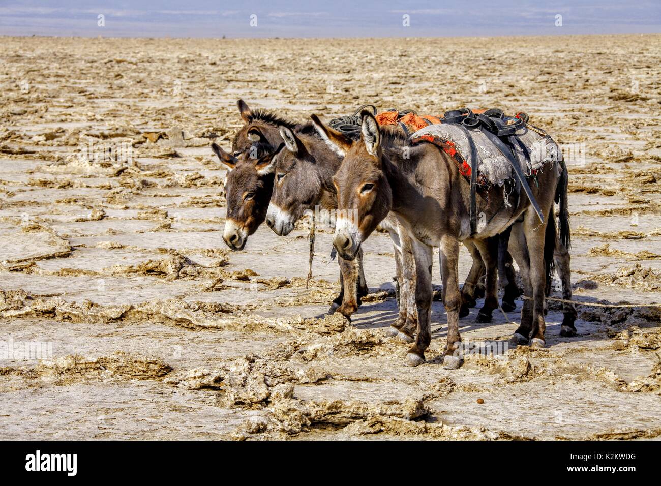 Lac désert de sel dépression Danakil Ethiopie Banque D'Images