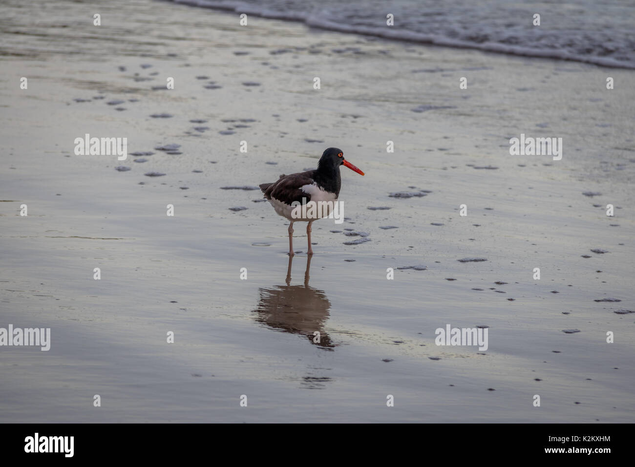 Huîtrier d'Amérique (Haematopus palliatus) - Balneario Camboriu, Santa Catarina, Brésil Banque D'Images